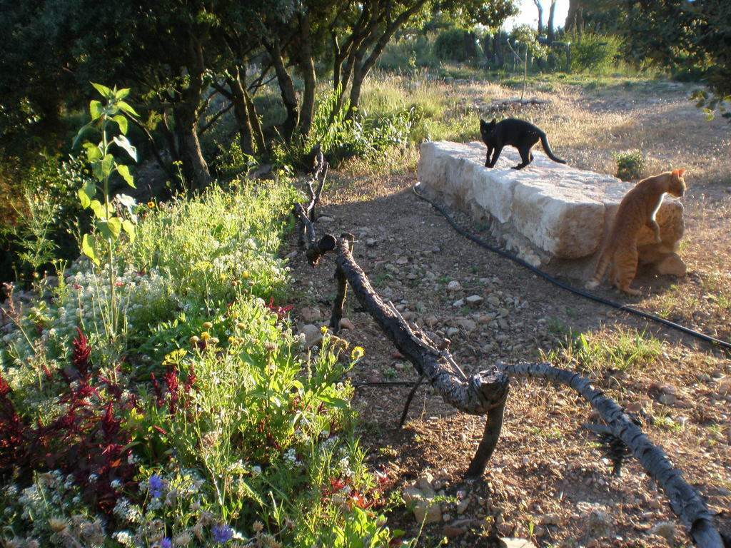 Mas Del Salin Villa Cornudella de Montsant Екстериор снимка